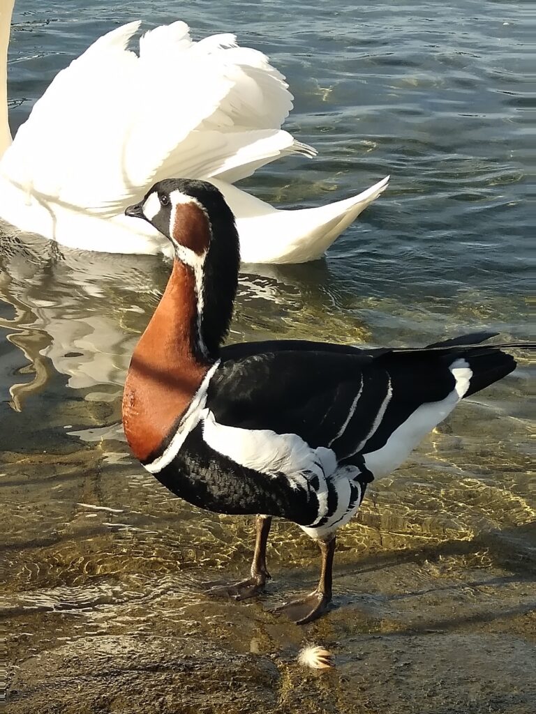 Link December 17, 2024 | Naked Capitalism