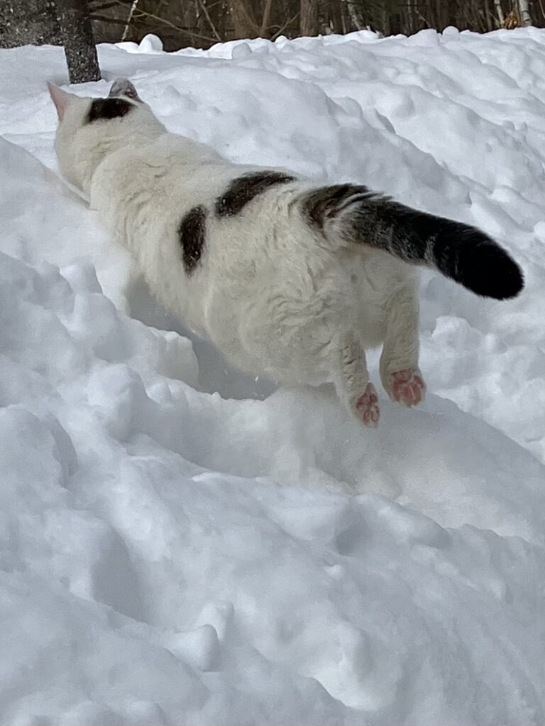 Link 2/22/2025 | Naked Capitalism