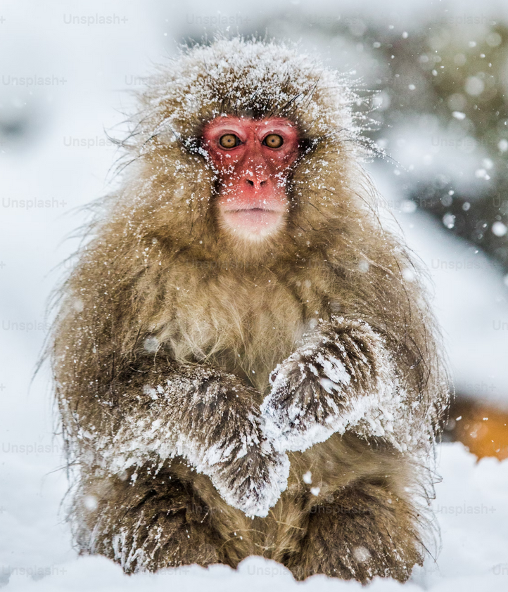 Link 3/25/2025 | Naked Capitalism