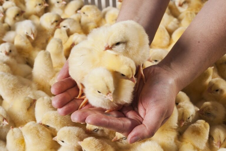 Display Test: Market Efficienty