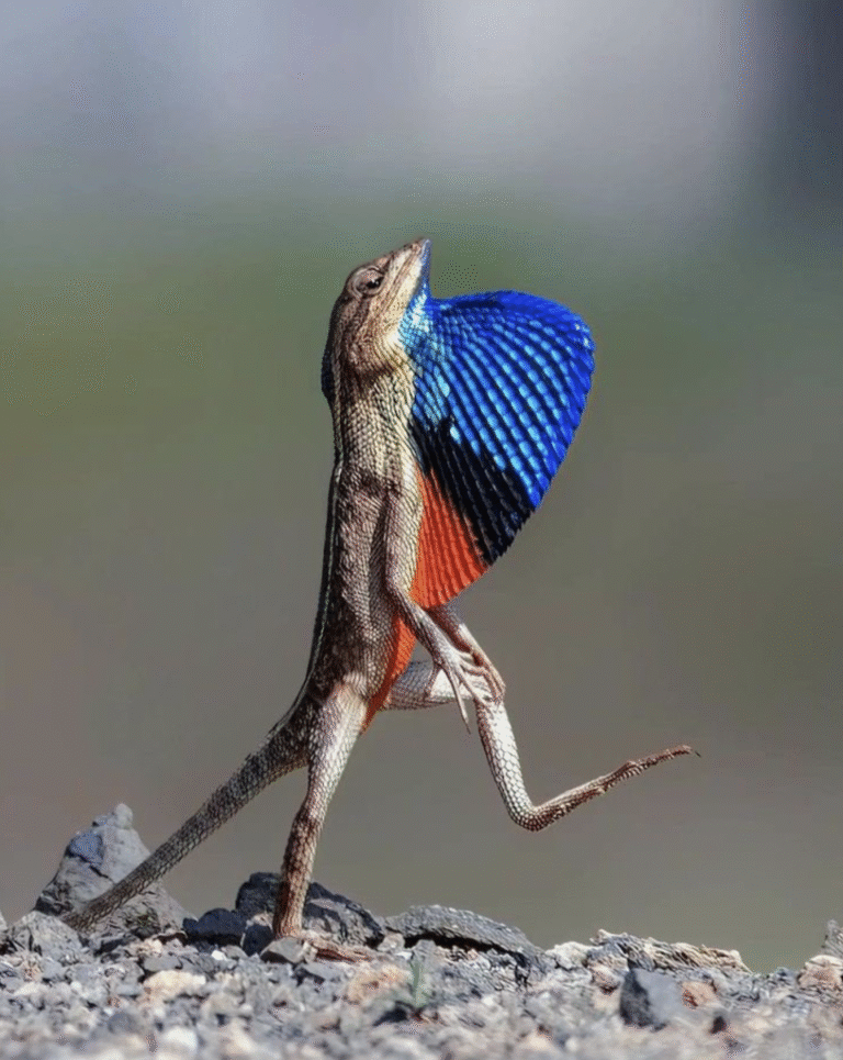 Link 8/13/2025 | Naked Capitalism