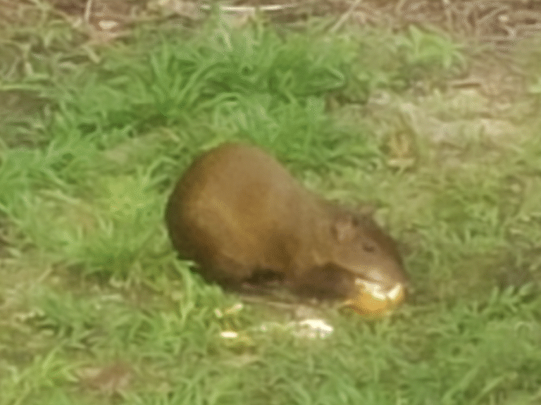 Link 8/20/2025 | Naked Capitalism