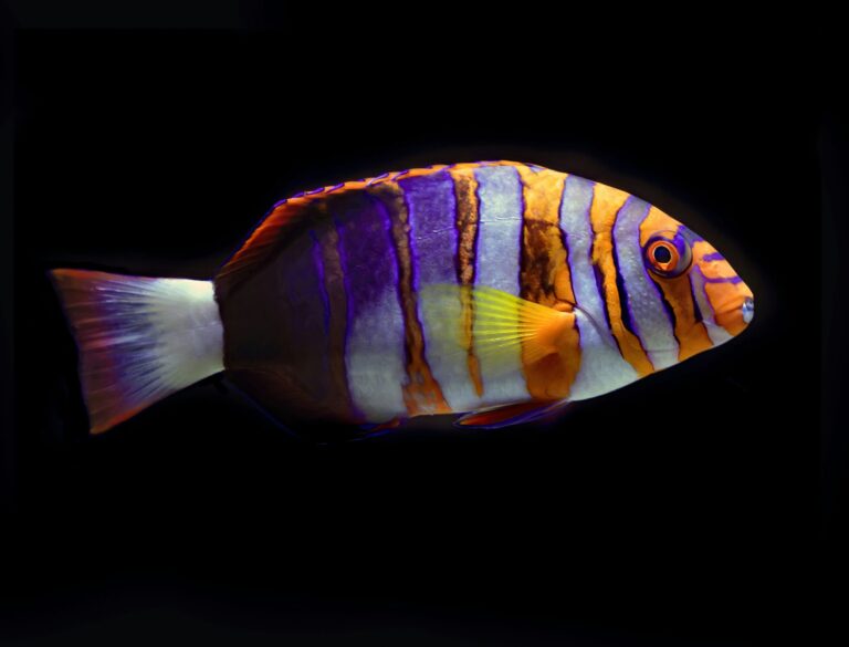 Link 9/14/2025 | Naked Capitalism