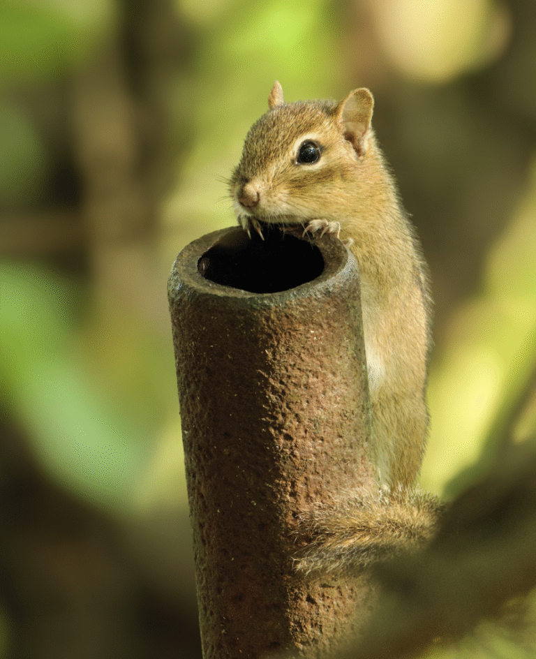 Link 9/5/2025 | Naked Capitalism