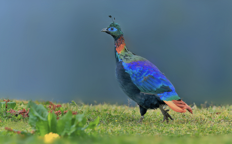 Link 9/18/2025 | Naked Capitalism