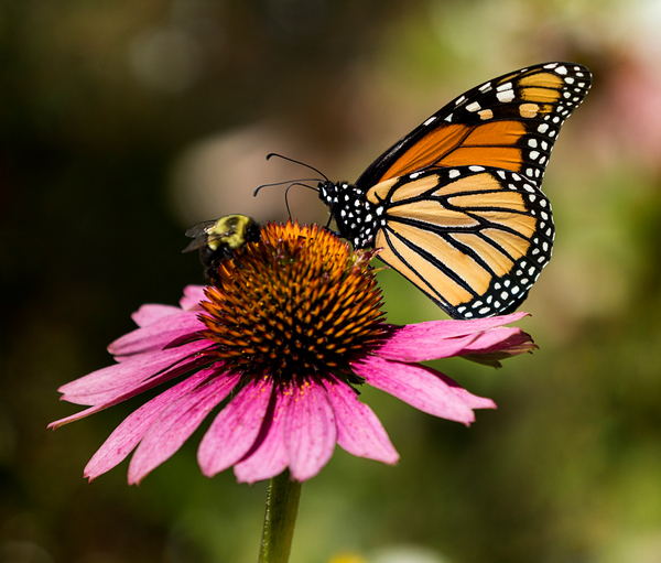 Link 2025/10/26 | Naked Capitalism