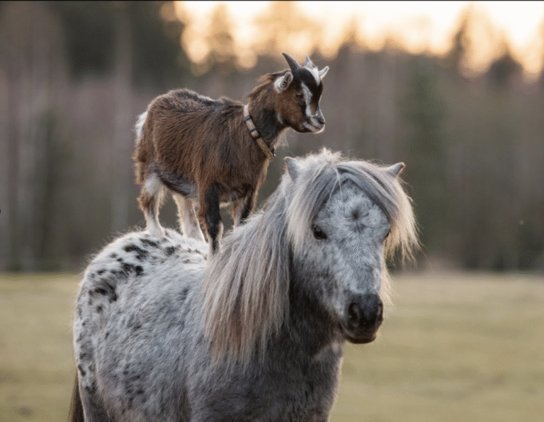 Link 10/6/2025 | Naked Capitalism