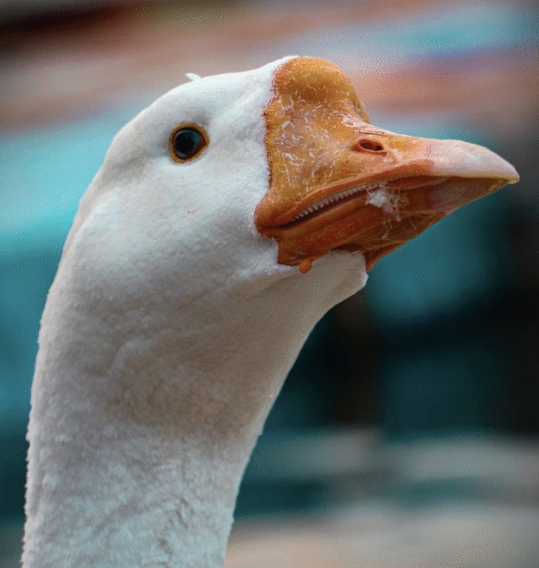 Link 10/8/2025 | Naked Capitalism