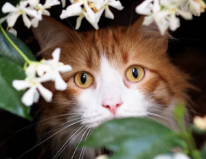 Countdown! |Naked Capitalism