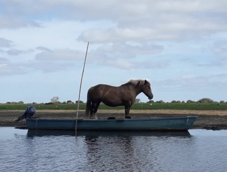 Link 2025/10/31 | Naked Capitalism