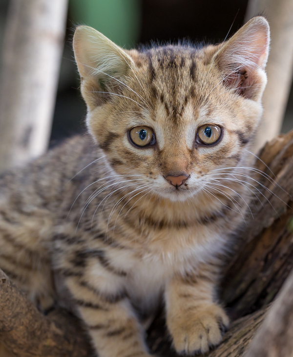 Link September 11, 2025 | Naked Capitalism