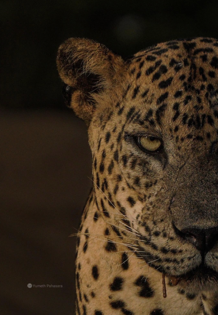 Link June 11, 2025 | Naked Capitalism