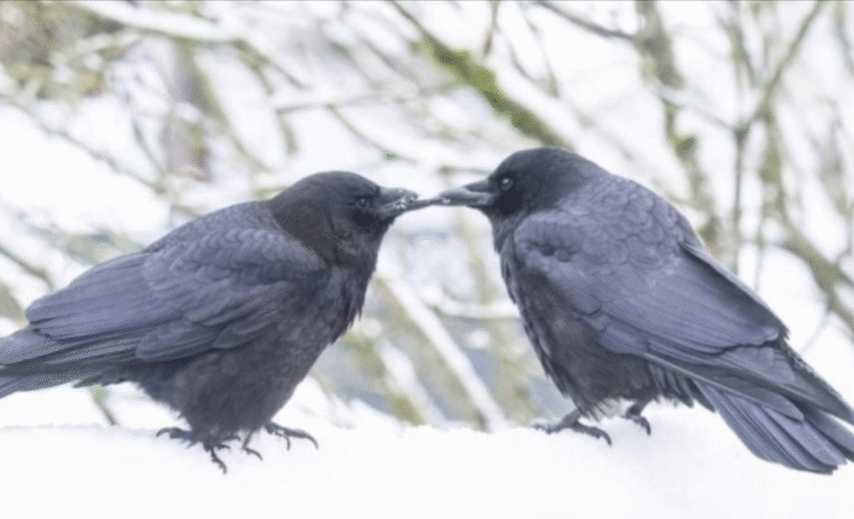 Link November 17, 2025 | Naked Capitalism