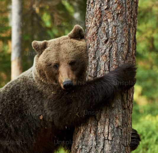 Link 2025/11/18 | Naked Capitalism