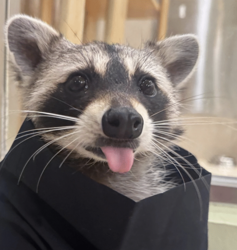 Link November 21, 2025 | Naked Capitalism