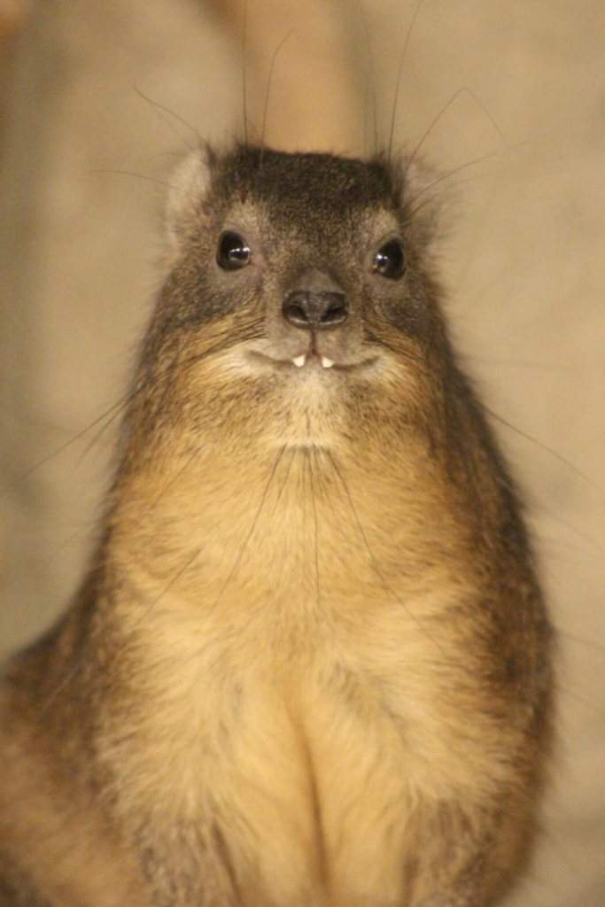 Link 2025/11/27 | Naked Capitalism