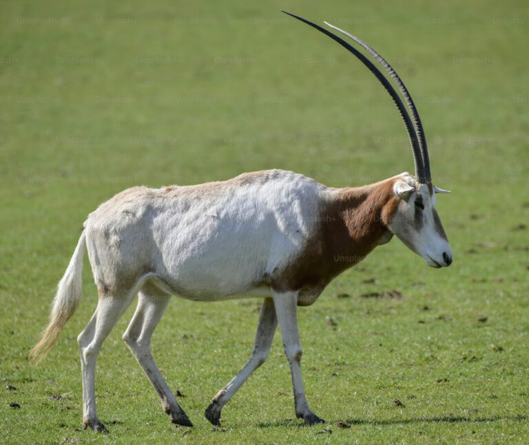 Link March 12, 2025 | Naked Capitalism