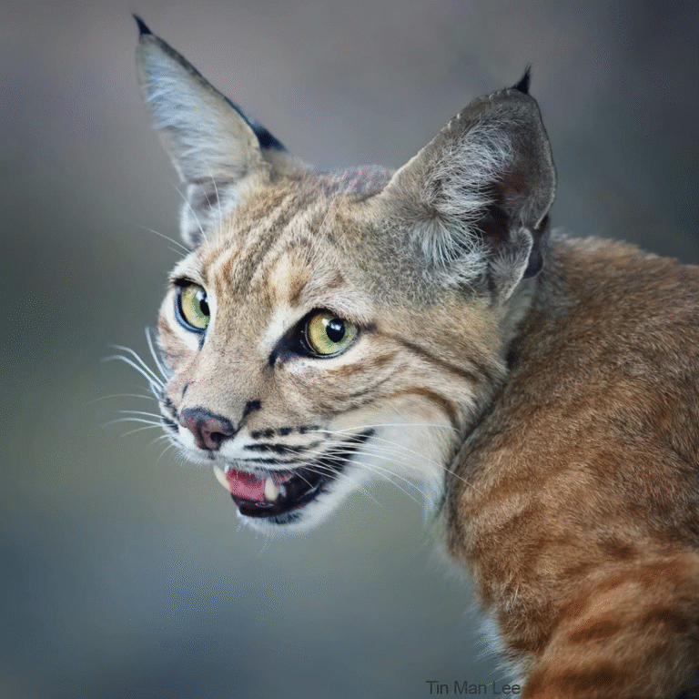 Link October 12, 2025 | Naked Capitalism