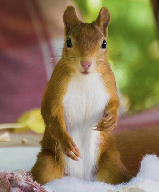 Link June 12, 2025 | Naked Capitalism