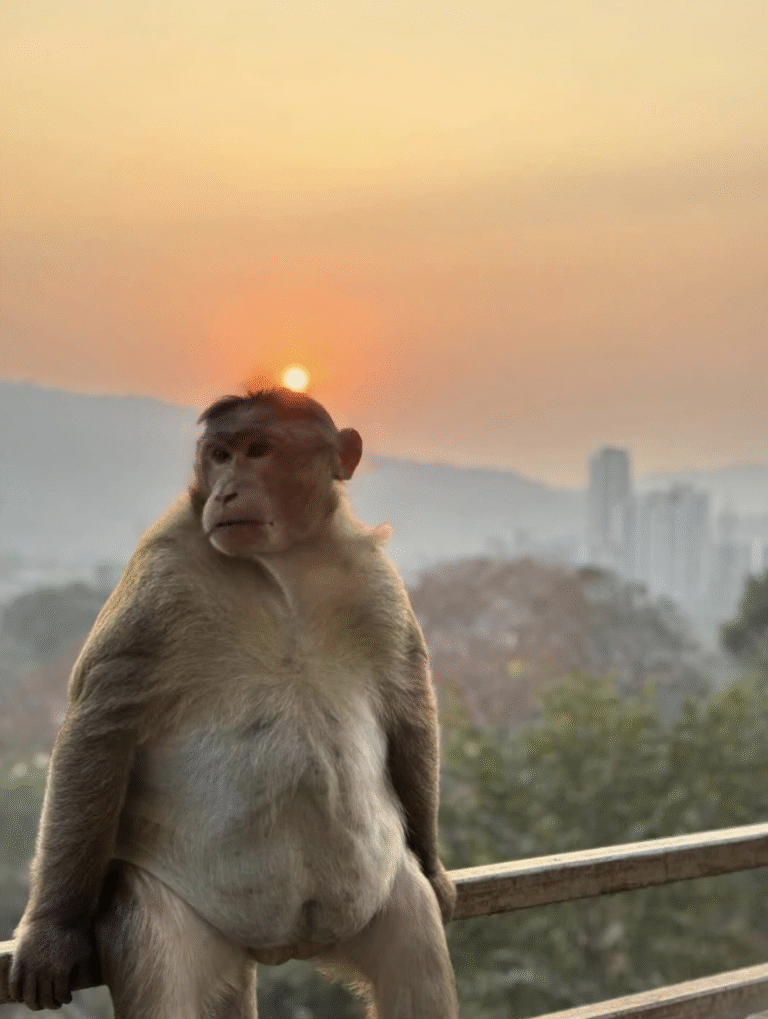 Link 2025/12/26 | Naked Capitalism