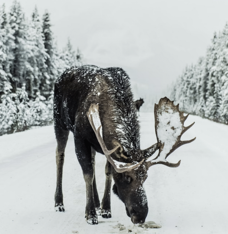 Link 2025/12/30 | Naked Capitalism