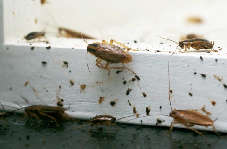 Signs of a Pest Infestation Every Homeowner Should Know