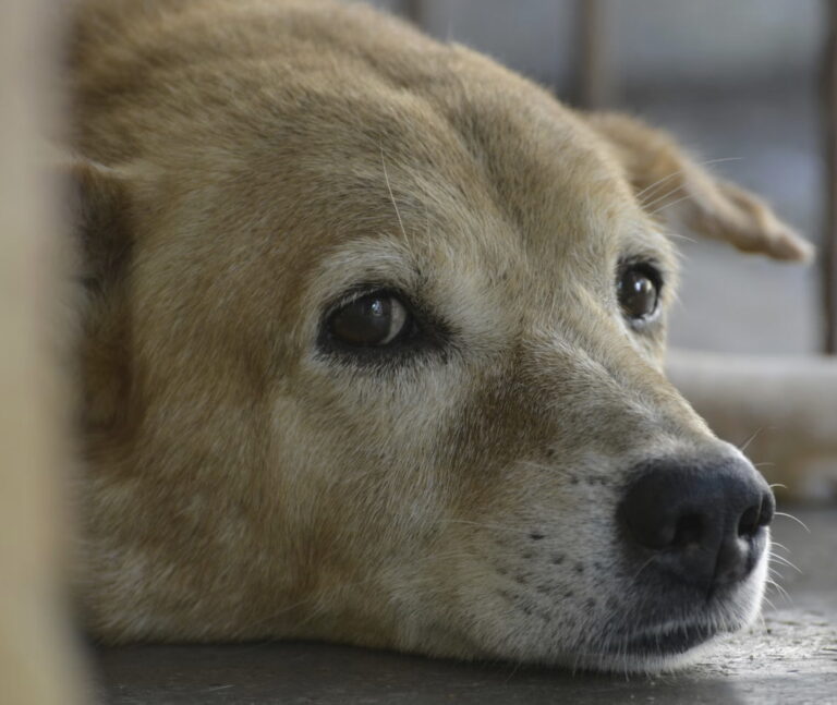 Link January 31, 2026 | Naked Capitalism