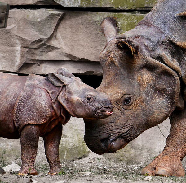 Link January 25, 2026 | Naked Capitalism