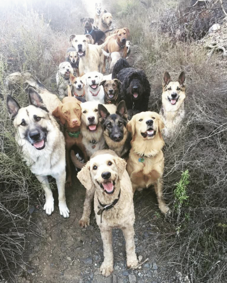 Link December 1, 2026 | Naked Capitalism