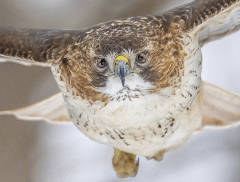 Link 2026/2/13 | Naked Capitalism