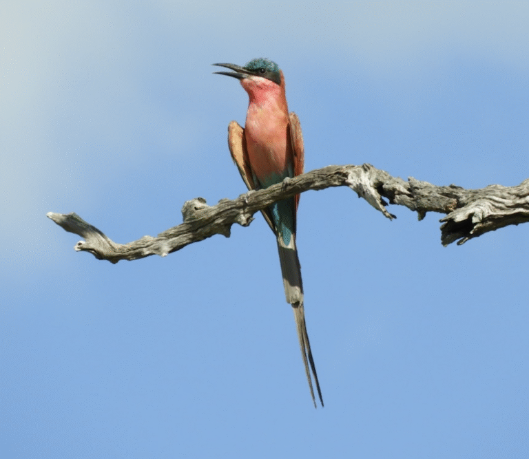 Link 2026/2/14 | Naked Capitalism