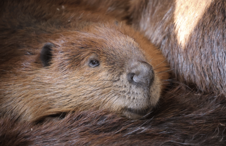 Link 2026/2/16 | Naked Capitalism