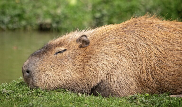 Link March 28, 2026 | Naked Capitalism