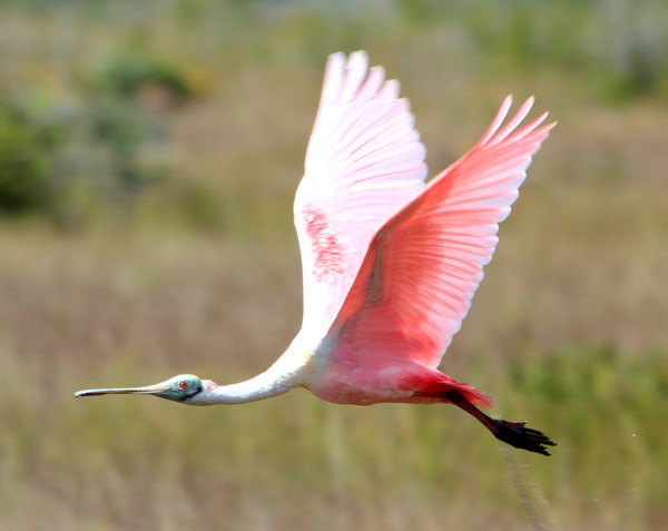 Link March 1, 2026 | Naked Capitalism