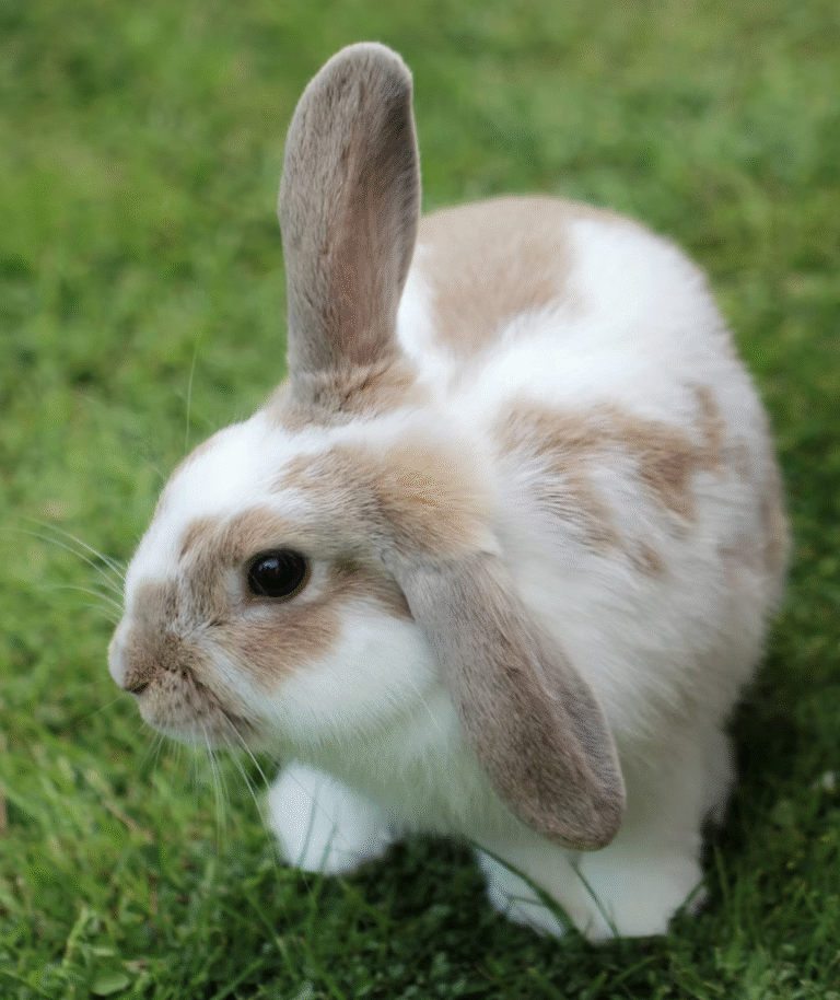 Link March 4, 2026 | Naked Capitalism