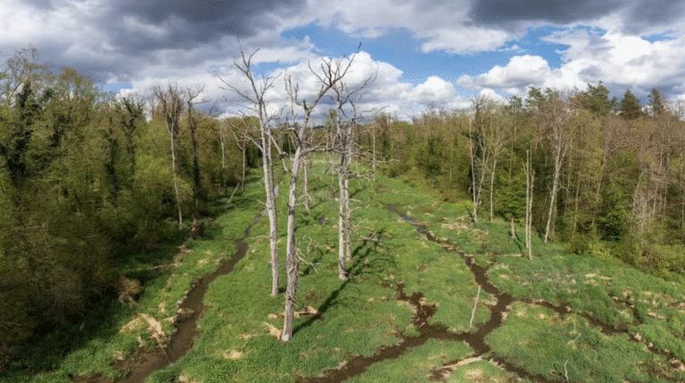 Beavers can turn rivers into carbon stores – we measured the amount