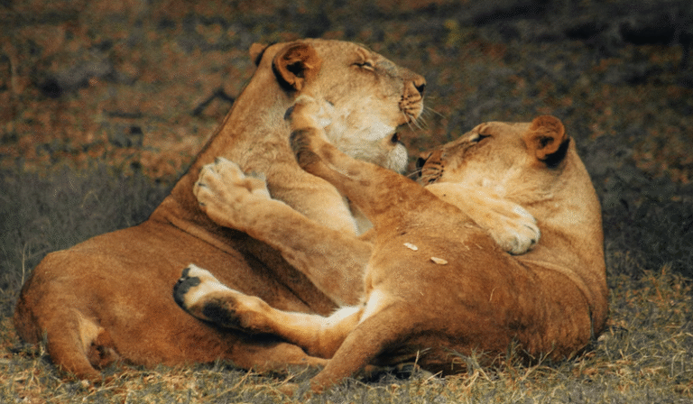 Link March 31, 2026 | Naked Capitalism