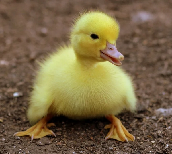 Link April 5, 2026 | Naked Capitalism