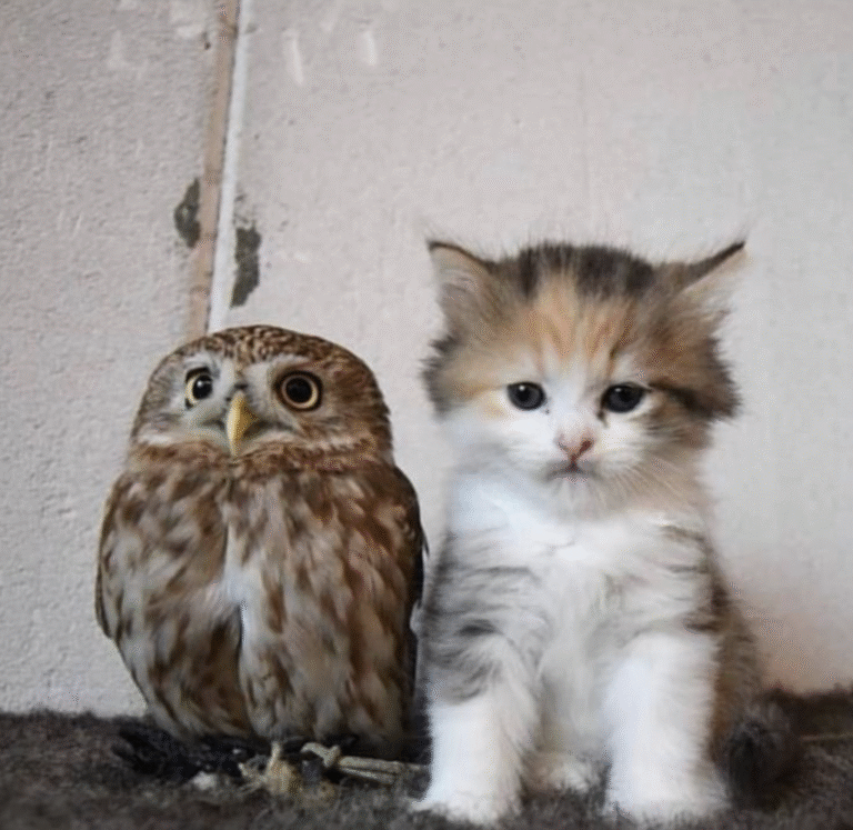 Link April 6, 2026 | Naked Capitalism