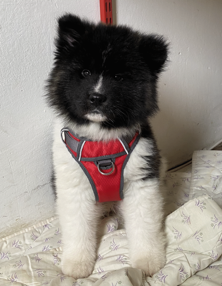 Link April 8, 2026 | Naked Capitalism