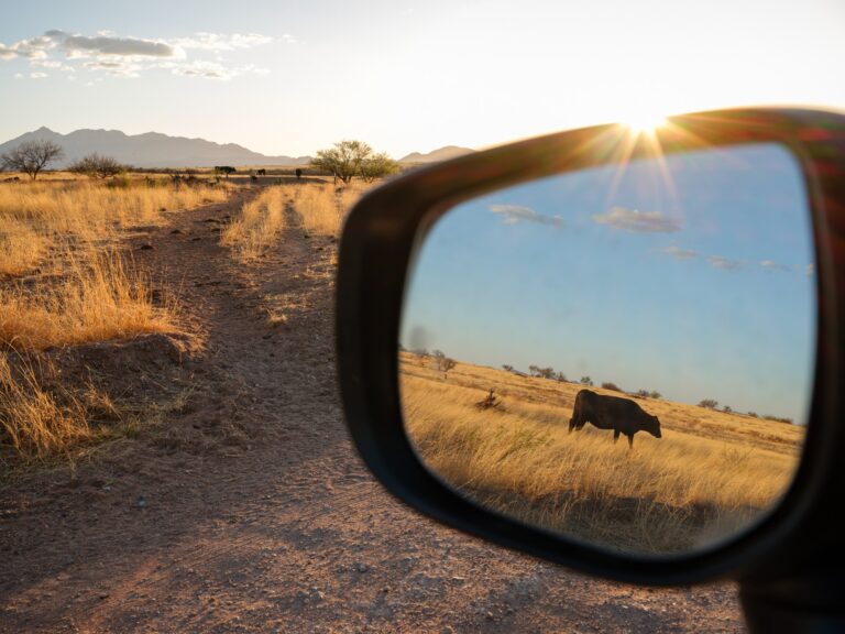 First major overhaul of public land grazing regulations in a generation expected to eliminate public involvement — ProPublica